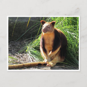 tree kangaroo postcard