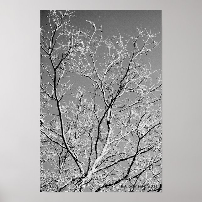 Tree Lace by E.A. Schneider Poster (Front)