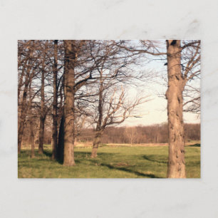 Tree Landscape Postcard