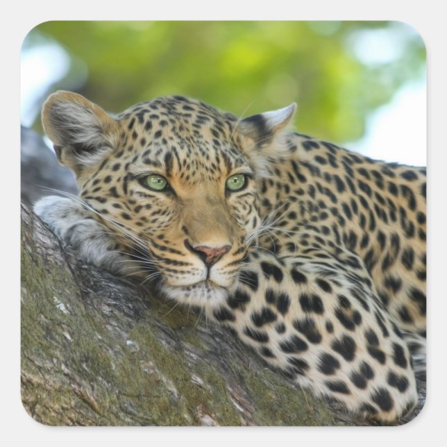 tree leopard stickers (Front)