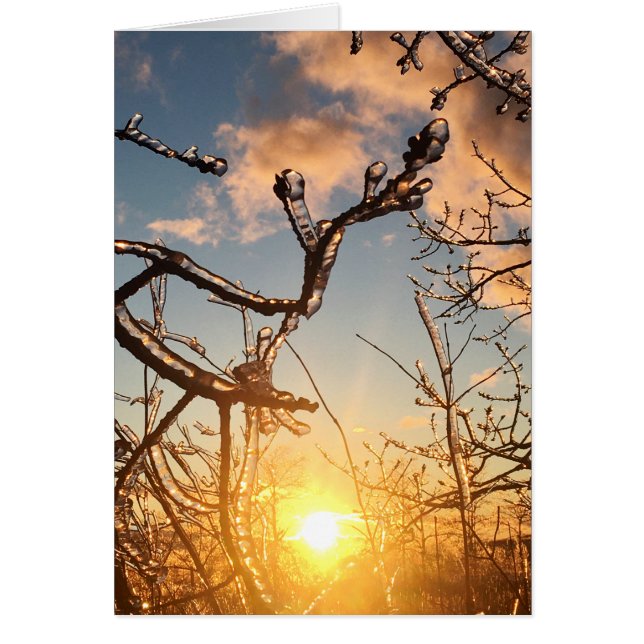 tree limb icicles (Front)