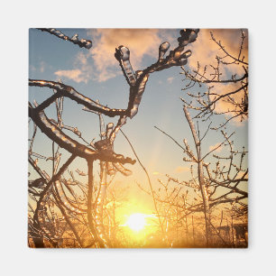 tree limb icicles magnet