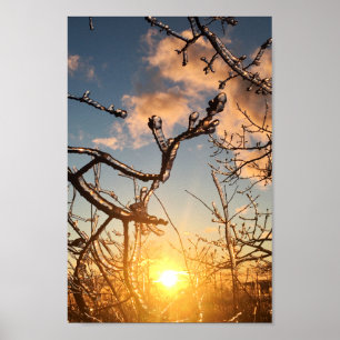 tree limb icicles poster