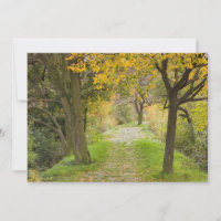 Tree-lined Path in Autumn