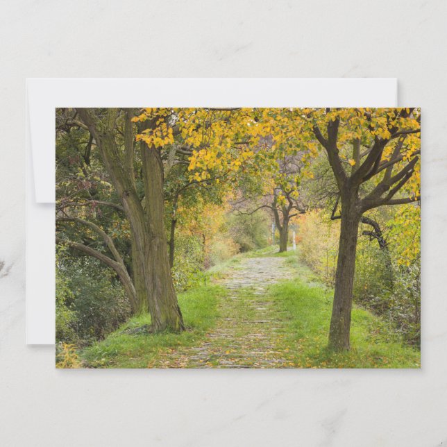 Tree-lined Path in Autumn Thank You Card (Front)