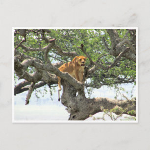 tree lioness postcard