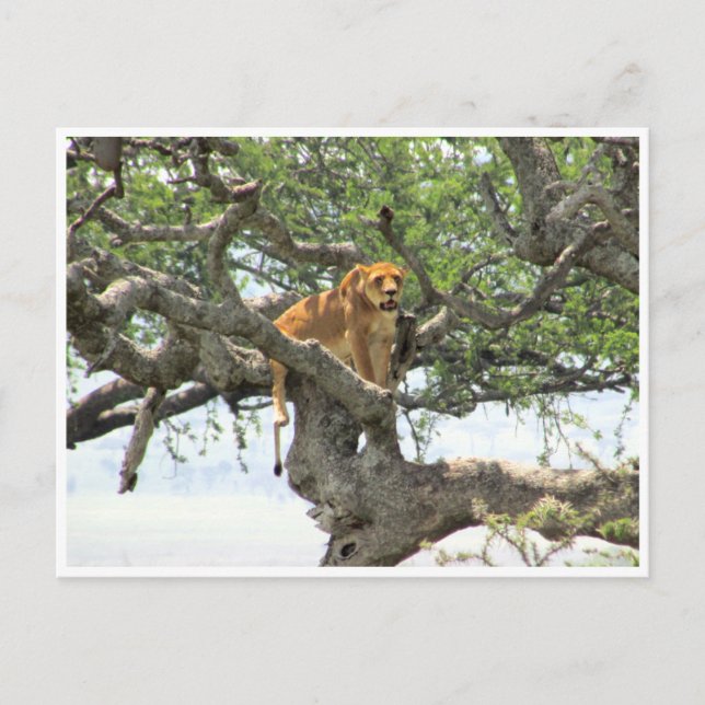 tree lioness postcard (Front)