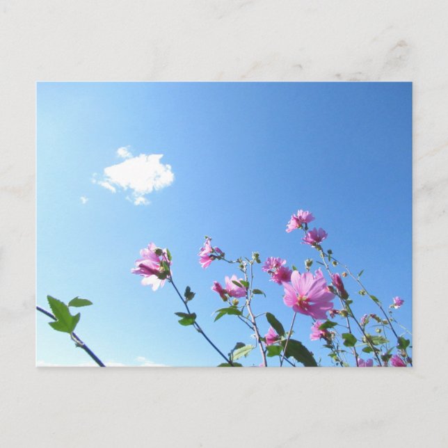 Tree Mallow in Bloom Postcard (Front)