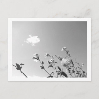 Tree Mallow in Bloom Postcard