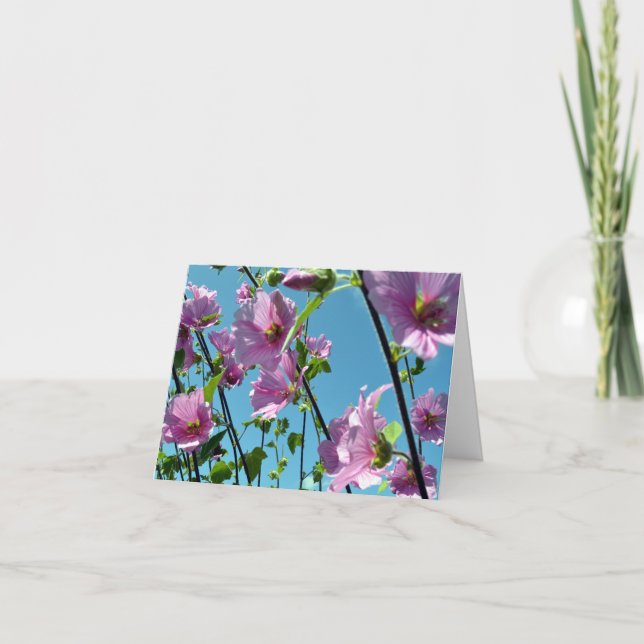 Tree Mallow (Lavatera arborea) Card (Front)