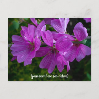 Tree Mallow Postcard