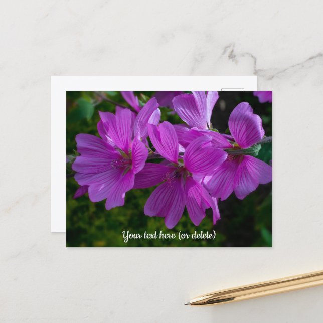 Tree Mallow Postcard (Front/Back In Situ)