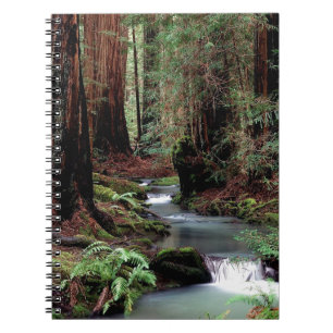 Tree Montgomery Woods California Notebook