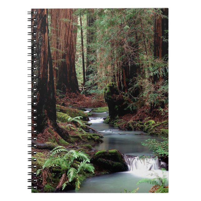 Tree Montgomery Woods California Notebook (Front)