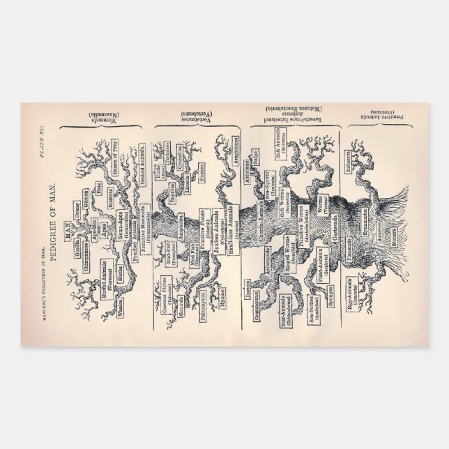 "Tree of Life" 1859 illustration by Ernst Haeckel Sticker (Front)