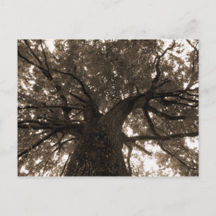 Tree of Life in Sepia Postcard