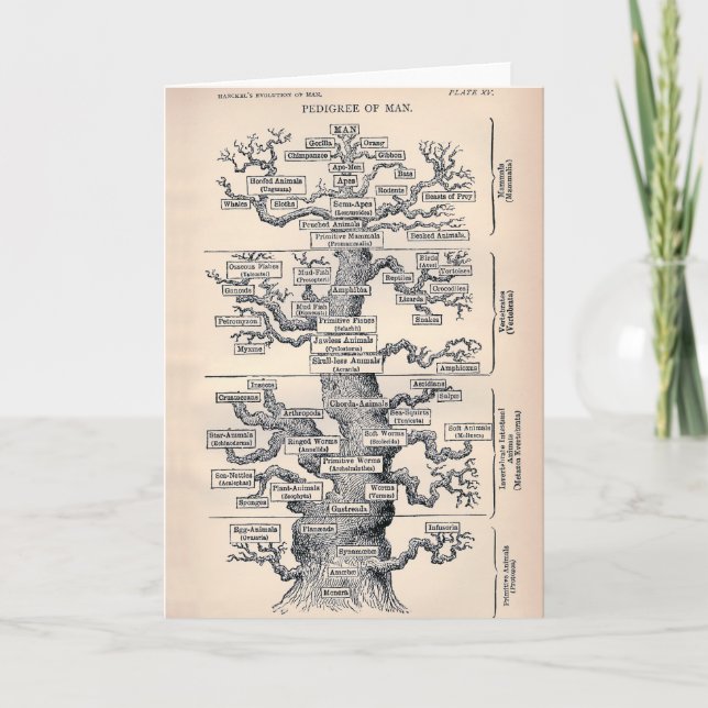 Tree Of Life / Pedigree Of Man Card (Front)