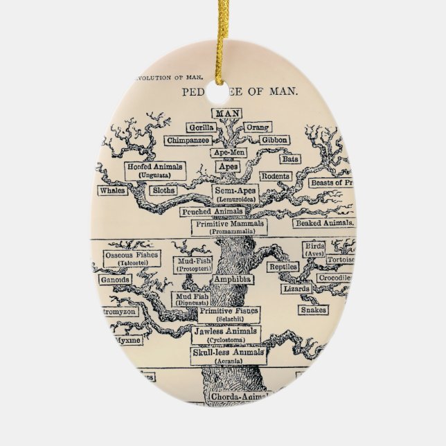 Tree Of Life / Pedigree Of Man Ceramic Ornament (Front)