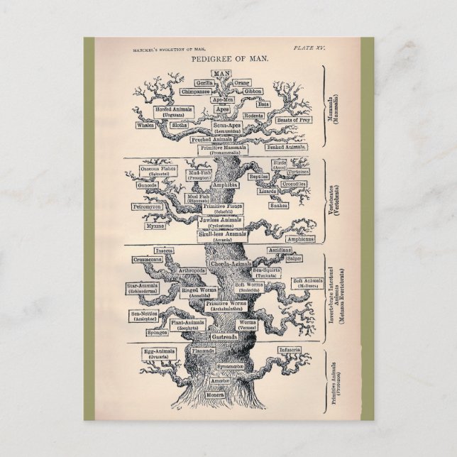 Tree Of Life / Pedigree Of Man Postcard (Front)