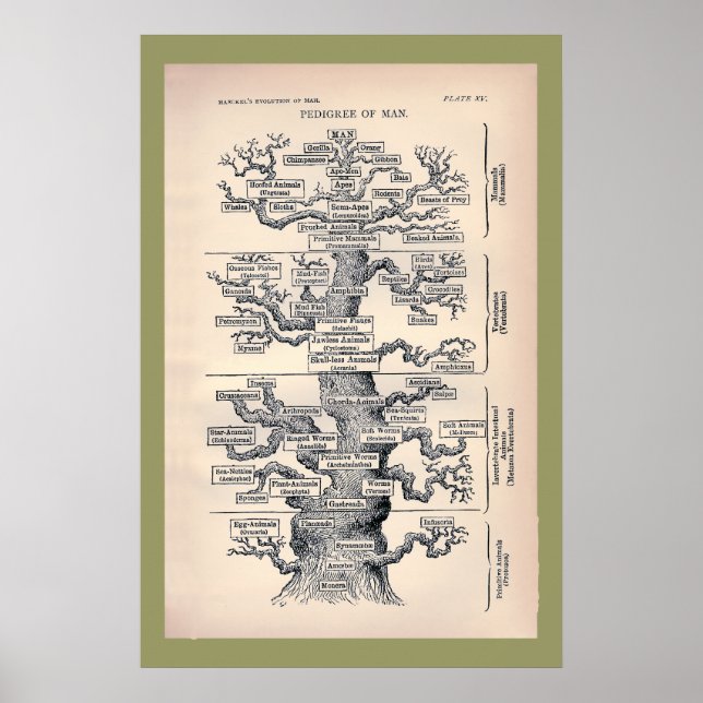 Tree Of Life / Pedigree Of Man Poster (Front)