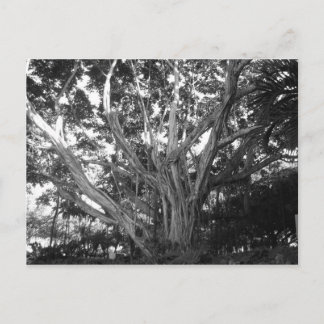 Tree of Life Postcard