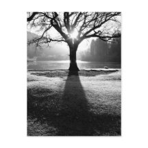 Tree of Light: Derwentwater, Lake District