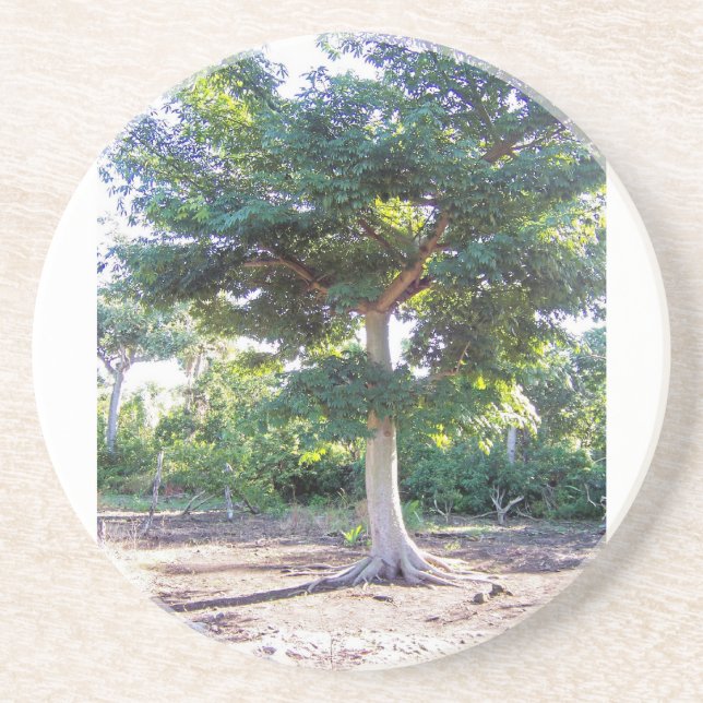 Tree of Wisdom-coaster Coaster (Front)