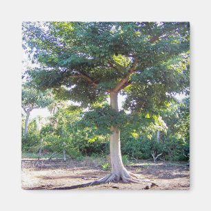 Tree of Wisdom-magnet Magnet