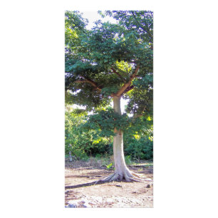 Tree of Wisdom-rack cards