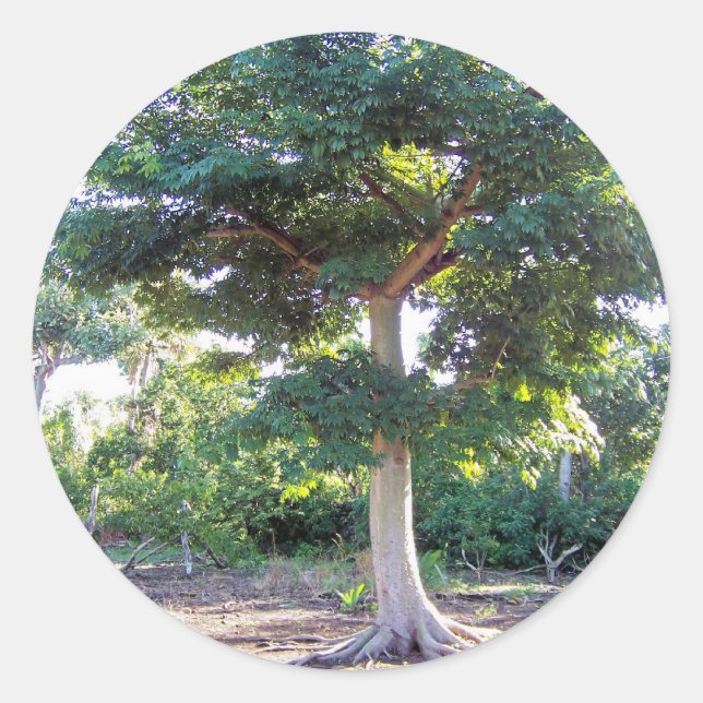 Tree of Wisdom-sticker Classic Round Sticker (Front)