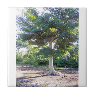 Tree of Wisdom-tile Tile