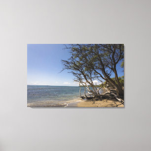 Tree On A Beach Along The Coastline Canvas Print