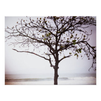Tree on Beach, Santos, Brazil Poster