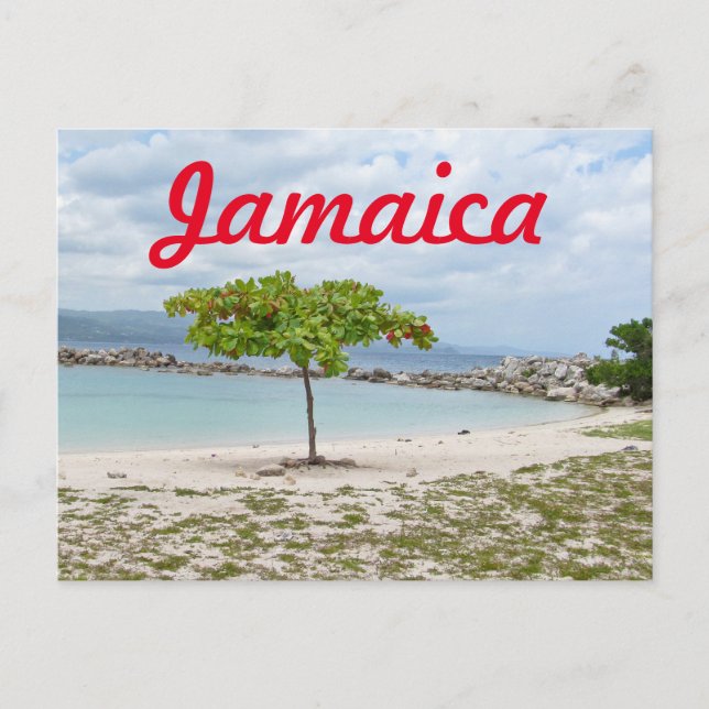 TREE ON SECLUDED BEACH IN JAMAICA POSTCARD (Front)