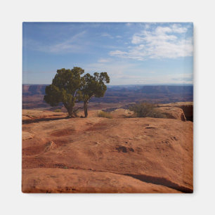 Tree Out of Red Rocks at Canyonlands National Park Magnet