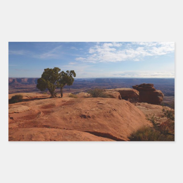 Tree Out of Red Rocks I at Canyonlands Sticker (Front)