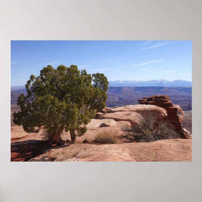 Tree Out of Red Rocks II at Canyonlands Poster (Front)