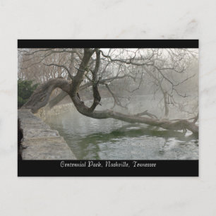 Tree Over Water Postcard