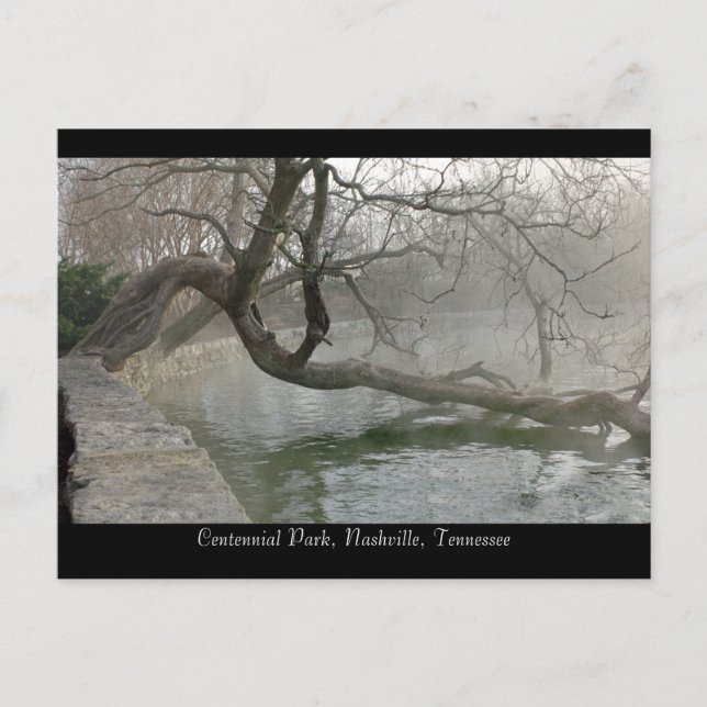 Tree Over Water Postcard (Front)
