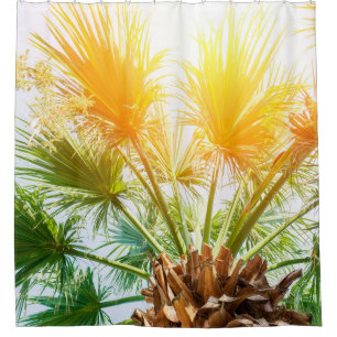 Tree palm bright sun summer background. tropical p