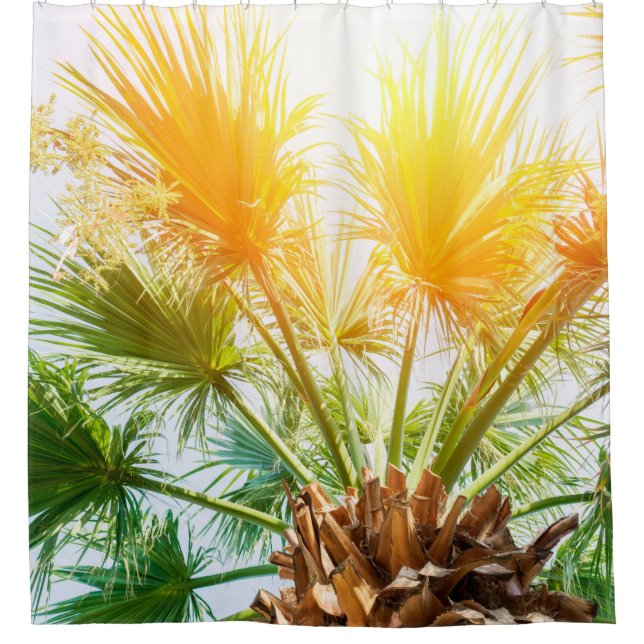 Tree palm bright sun summer background. tropical p (Front)