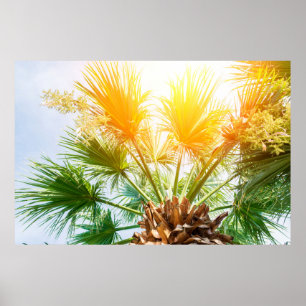 Tree palm bright sun summer background. tropical p poster