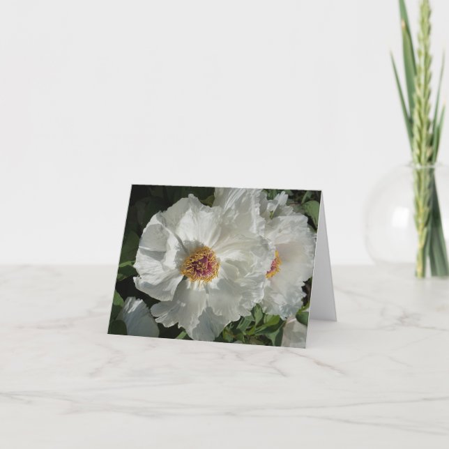 Tree Peonies Note Card (Front)