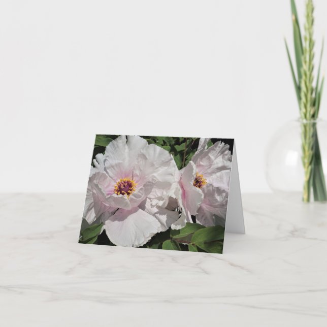 Tree Peonies Note Card (Front)