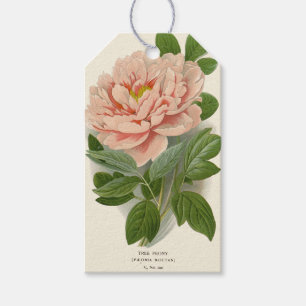 Tree Peony – Elegant Vintage Botanical Design Gift Tags