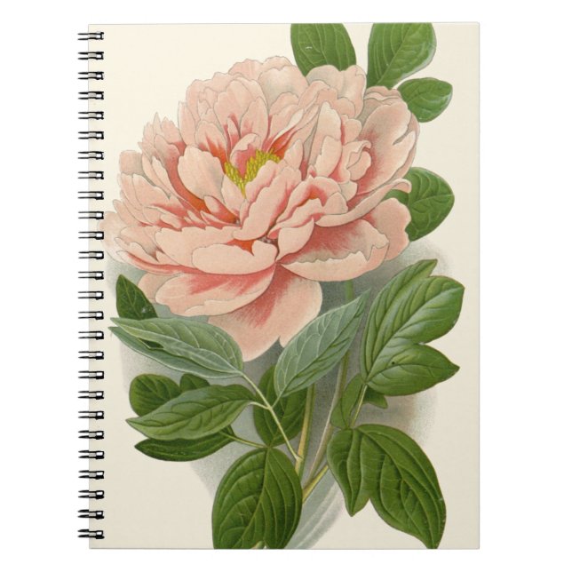 Tree Peony – Elegant Vintage Botanical Design Notebook (Front)
