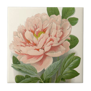 Tree Peony – Elegant Vintage Botanical Design Tile