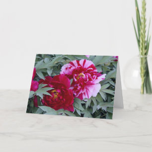 Tree Peony "Shimi Nishiki" Card