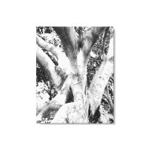 Tree Photo - Black and White Tree Monochrome Thick