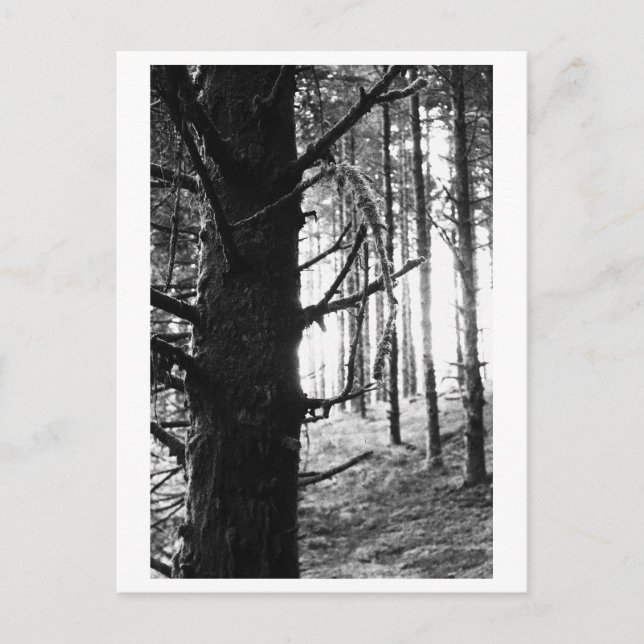 Tree Photography - Druantia Postcard (Front)